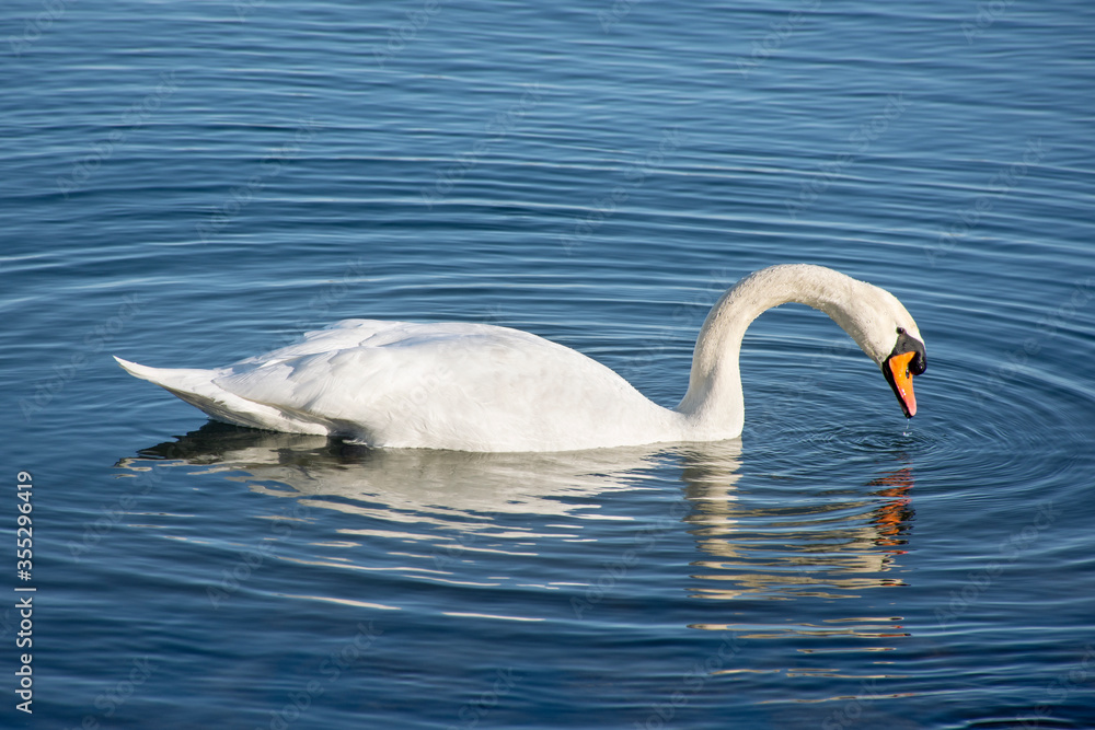 Cisne blanco y solitario en laguna calma con colores pastel Cisne blanco y solitario en laguna calma con colores pastel