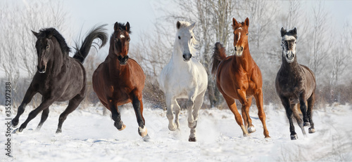 Fünf Pferde galoppieren im Schnee photo