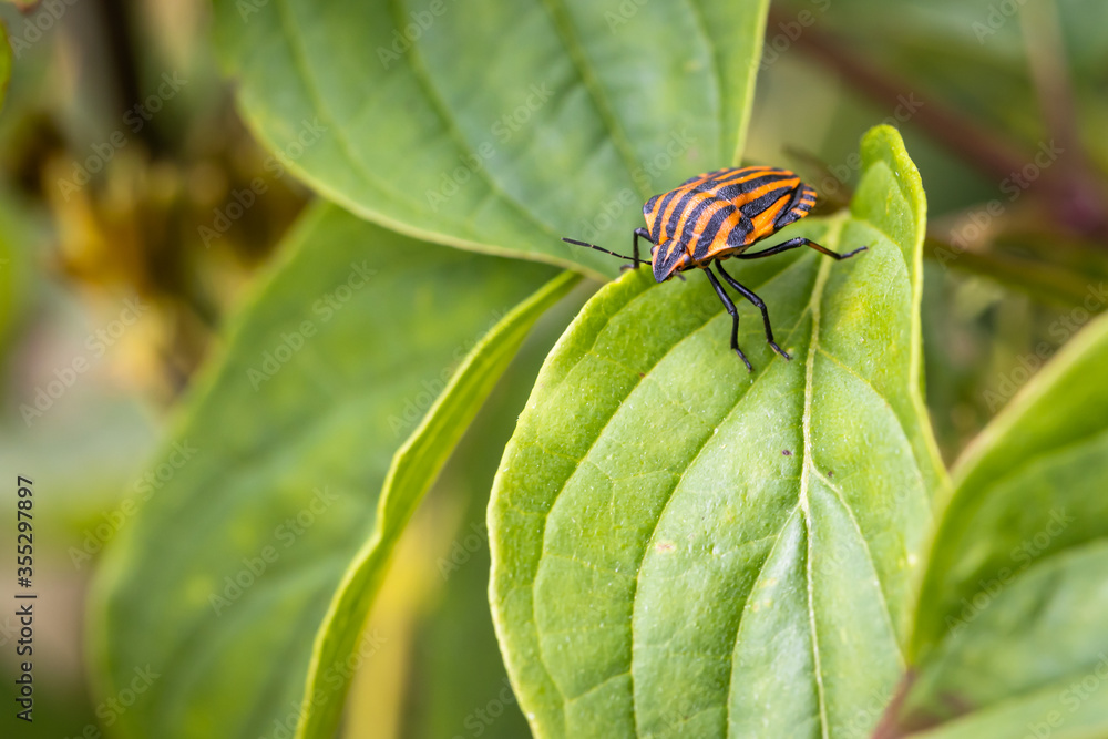 An Italian striped shield bug, sitting on a leaf An Italian striped shield bug, sitting on a leaf