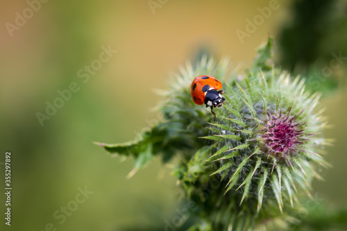 A ladybird sitting on a thistle