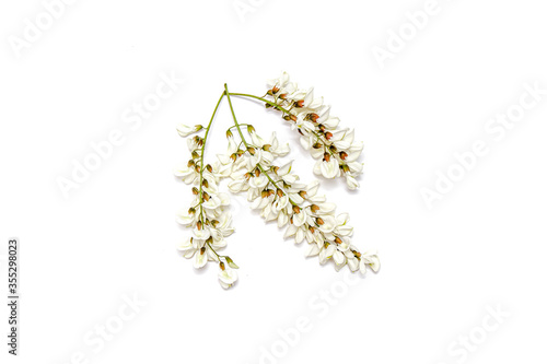 Blossoming acacia with leafs isolated on white background, black locust, Acacia flowers, Robinia pseudoacacia (White acacia)