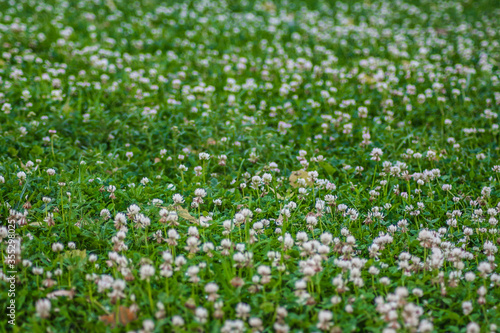 green grass background