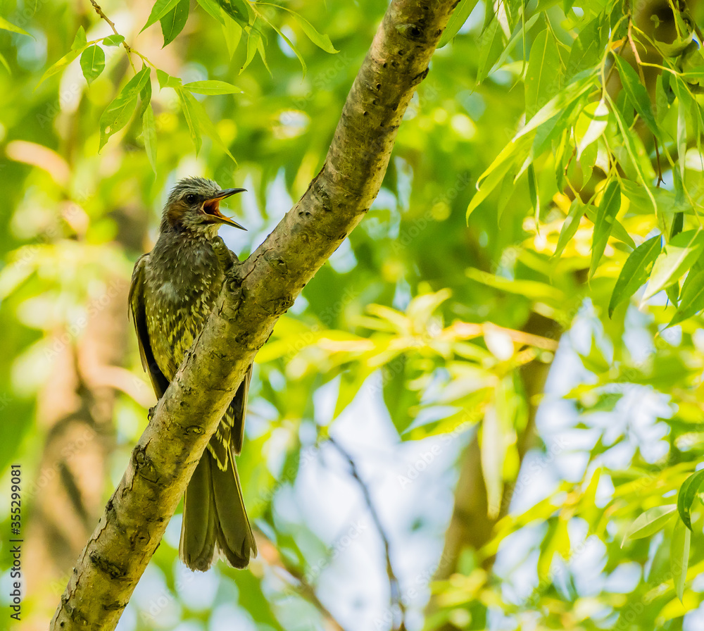 Brown-eared bulbul perched on a tree branch