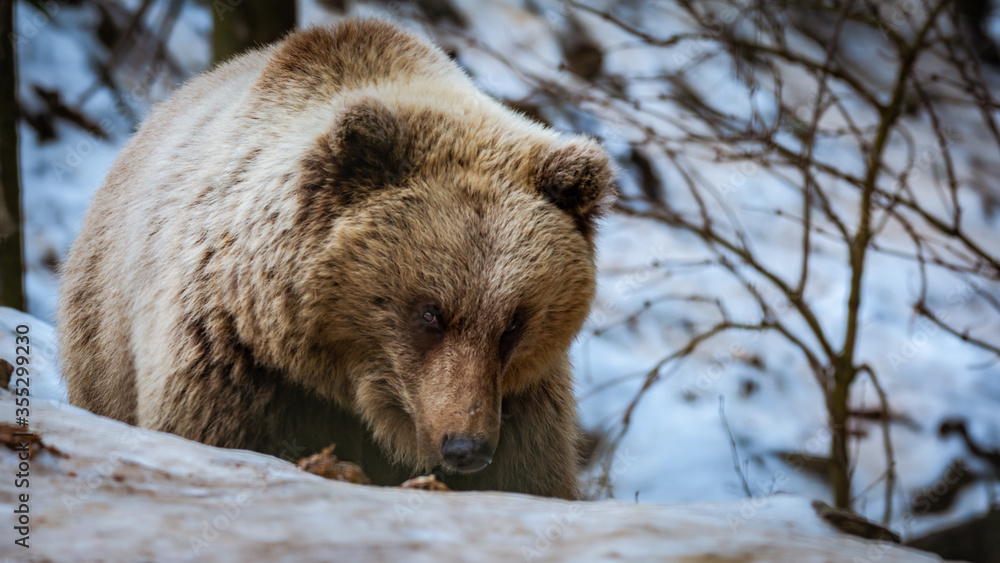 Obraz premium Brown bear walking among the tree in winter