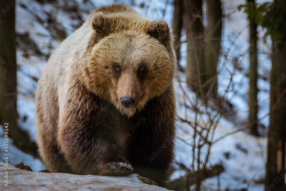Fototapeta premium Brown bear walking among the tree in winter