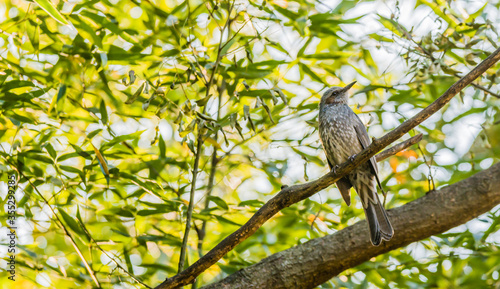 Brown-eared bulbul perched on a tree branch