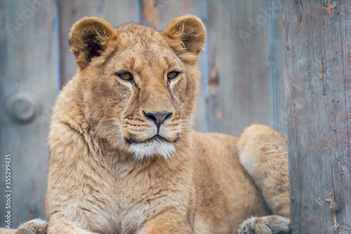 Lioness looking. Big feline is dangerous predator and king of animals. Portrait of exotic animal. photo