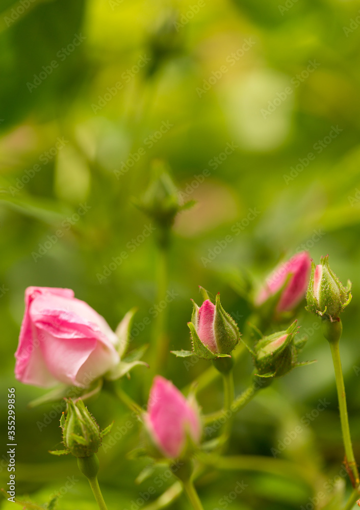 A pink rose buds ready to bloom on blurred green background A pink rose buds ready to bloom on blurred green background