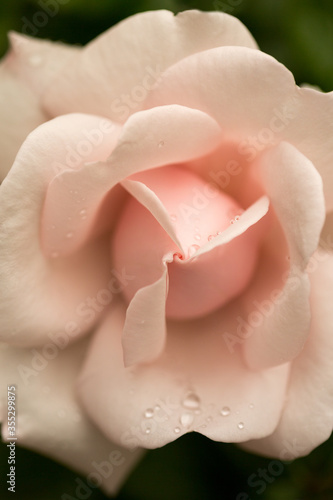 Close up of pink rose with water drops