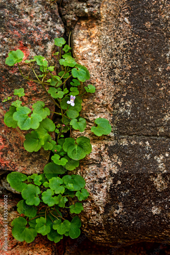 Rustic, old stone wall with creeper plant Rustic, old stone wall with creeper plant