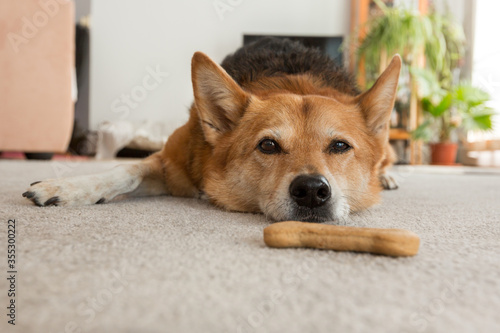 Sad and depressed dog lying down and refusing to eat cookie.