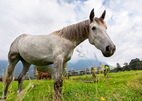 A curious gray/roan horse looking down. © Fizzone Photo