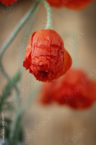 Red poppies on a wooden background