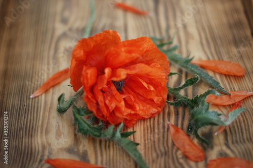 poppy on wooden background