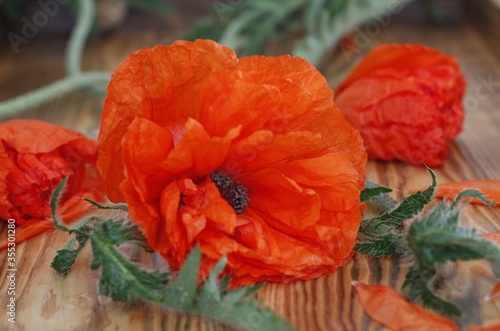 Red poppies on a wooden background