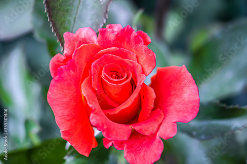 Soft close-up of beautiful big red purple rose in natural sunlight on dark green bokeh background. Rose with many amazing petals. Selective focus. Nature concept for design