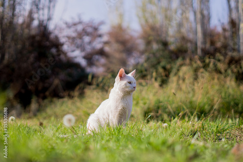 Gato blanco en el pasto