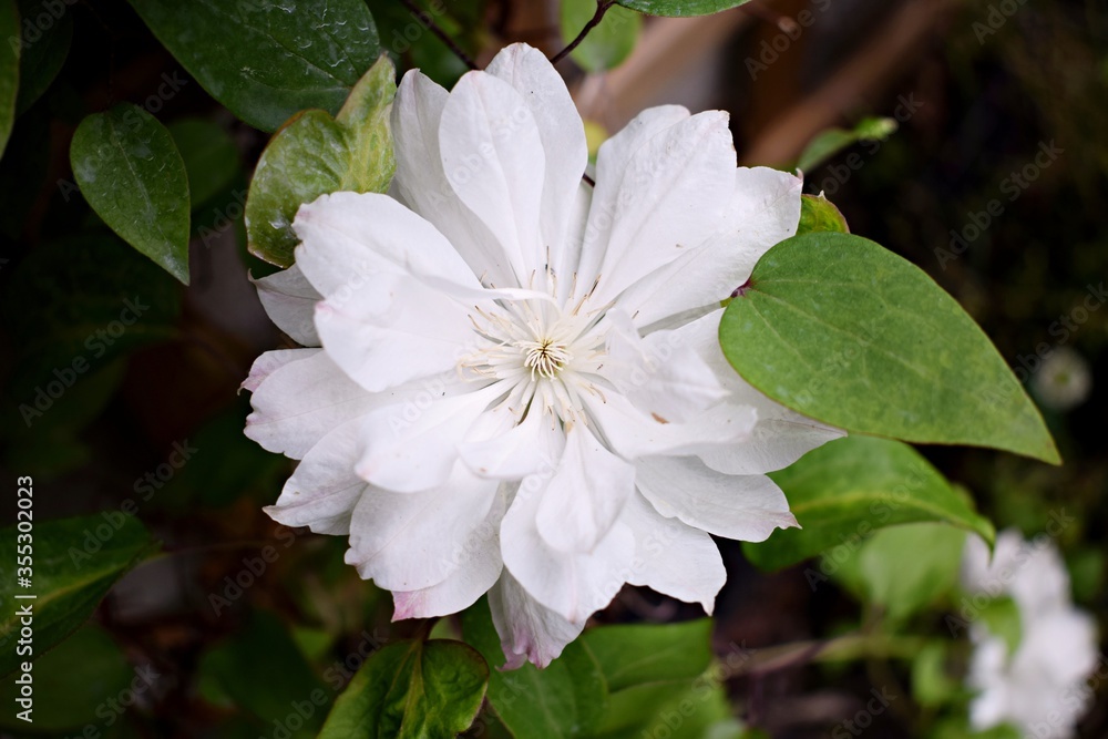 White Clematis Yukiokoshi flowers White Clematis Yukiokoshi flowers