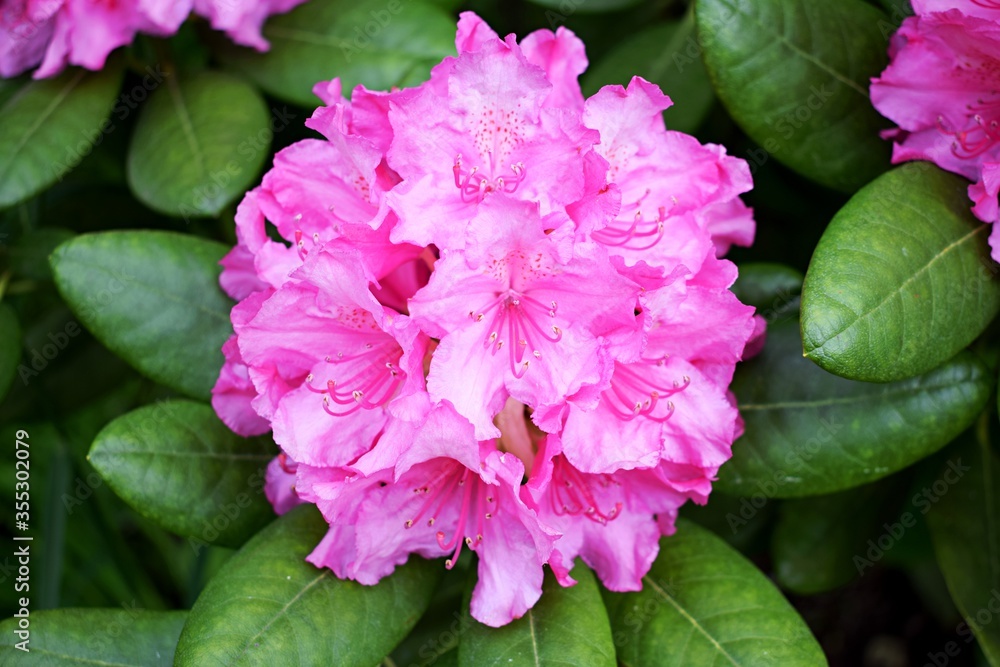 Pink Rhododendron flower