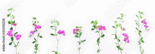 Set of climbing pink wildflowers isolated on a white background. Lathyrus tuberosus (also known as the tuberous pea, tuberous vetchling, earthnut pea, aardaker, or tine-tare).