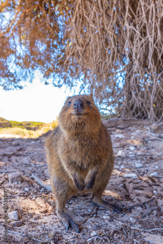 Quokka living at Rottnest island near Perth, Australia photo