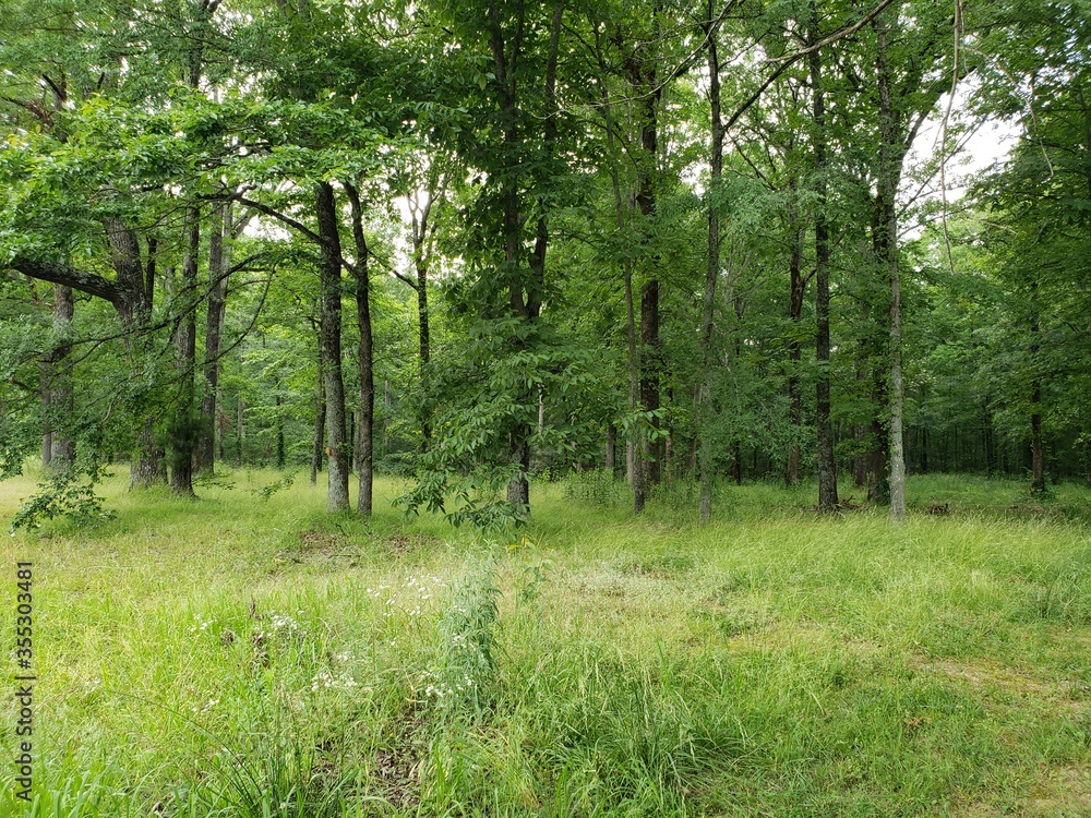 Obraz premium Forest, tree, wood, trees.