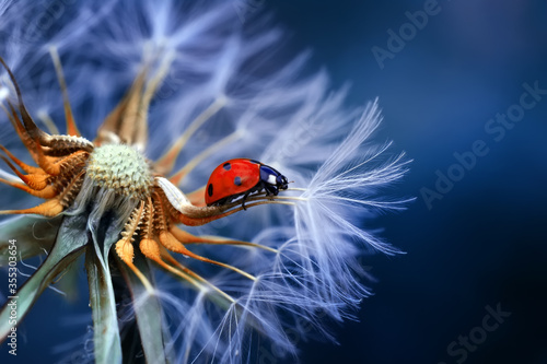 Beautiful Ladybug on dandelion defocused background