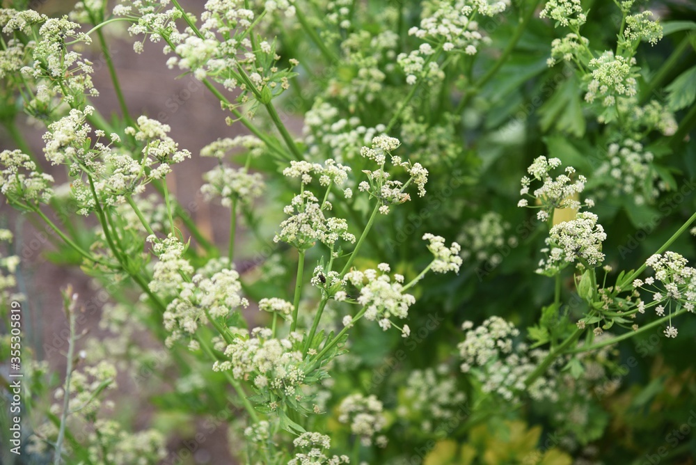 Celery Flower / Celery is a vegetable of the Apiaceae with a distinctive aroma and is high in vitamins and fiber. Celery Flower / Celery is a vegetable of the Apiaceae with a distinctive aroma and is high in vitamins and fiber.