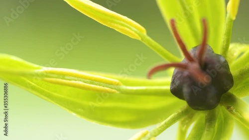 The closer look of the black stamen of the Paris quadrifolia plant photo