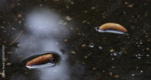 Static view of young aleppo pine cones in a puddle of water on a concrete driveway photo