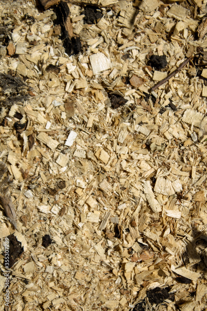 light sawdust from trees on the ground light sawdust from trees on the ground