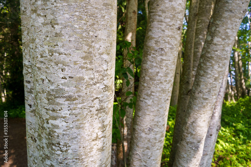 Scaly looking bark of Red Alder tree, Alnus rubra, Vancouver Island, BC, Canada