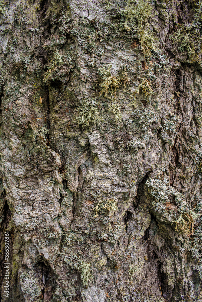 Detail of various lichen species growing on bark of Douglas Fir tree Detail of various lichen species growing on bark of Douglas Fir tree