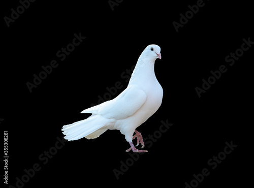 White pigeon isolated on black background. white dove. The symbol of freedom.