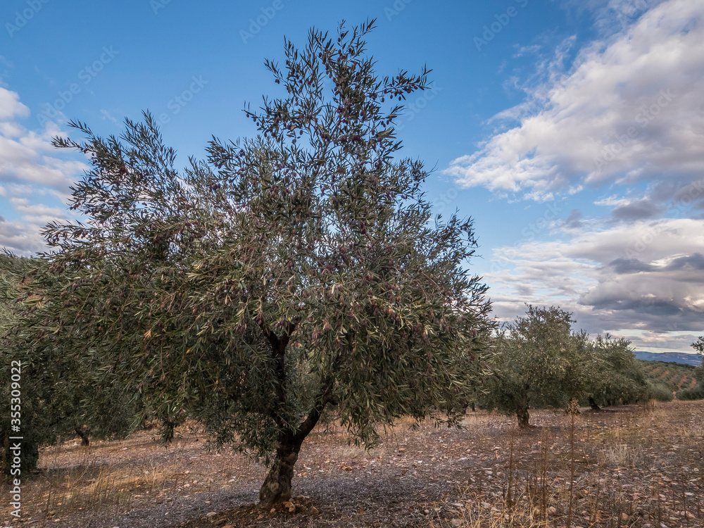 Fototapeta premium OLIVOS