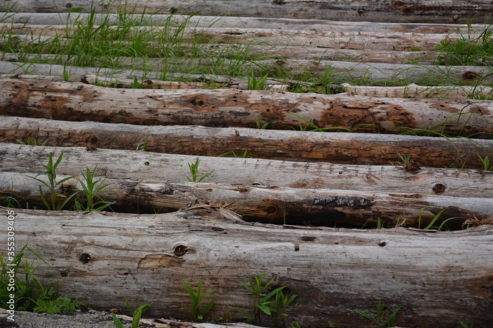 Fototapeta premium dead tree stump
