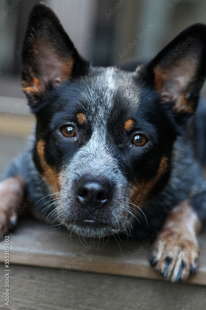Closeup of a young blue heeler dog, also known as an Australian Cattle Dog Closeup of a young blue heeler dog, also known as an Australian Cattle Dog
