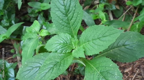 Wallpaper Mural Close up crassocephalum crepidioides, (also called fireweed, ebolo, thickhead, redflower ragleaf, sintrong, sentrong). Its fleshy, mucilaginous leaves and stems are eaten as a vegetable. Torontodigital.ca