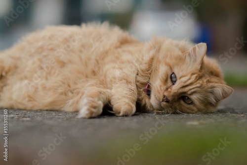 Fototapeta Naklejka Na Ścianę i Meble -  cat on sidewalk
