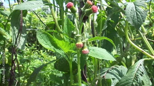 Close up crassocephalum crepidioides, (also called fireweed, ebolo, thickhead, redflower ragleaf, sintrong, sentrong). Its fleshy, mucilaginous leaves and stems are eaten as a vegetable. photo