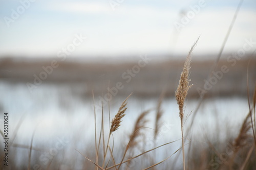 Juncos al viento