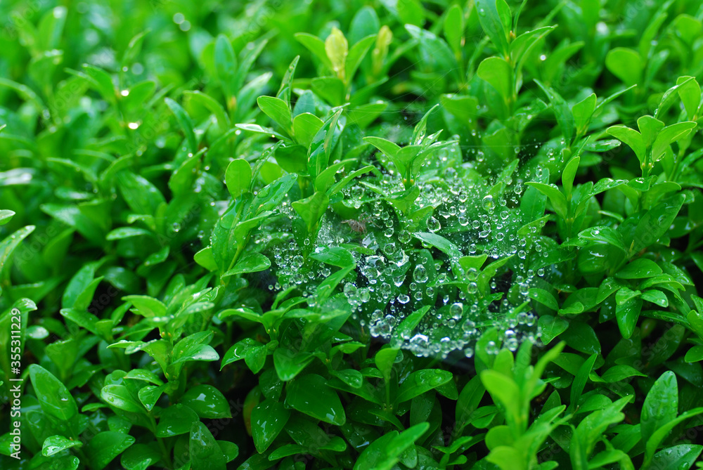 Obraz premium Morning dew on spider web