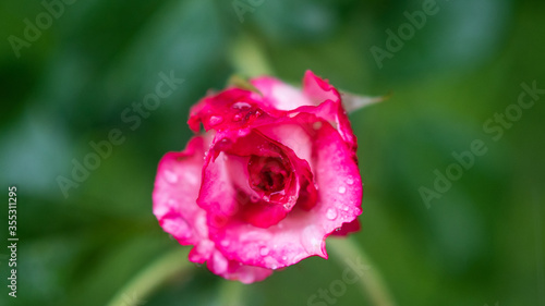 Raindrops on a rose on a spring morning