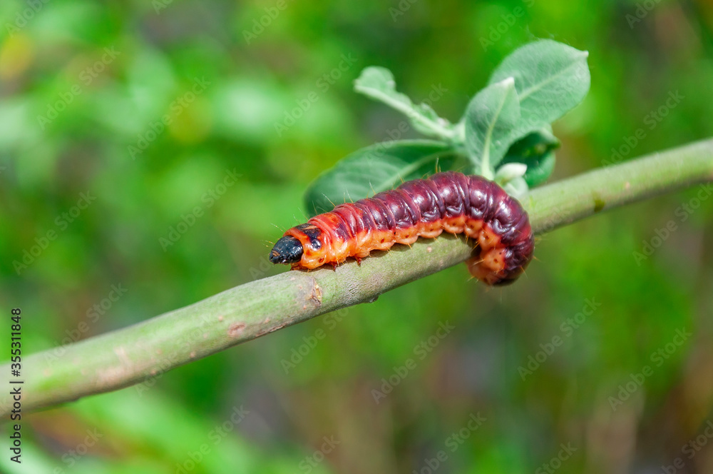Selective focus of Cossus cossus caterpillar walking on branch, Goat moth Selective focus of Cossus cossus caterpillar walking on branch, Goat moth