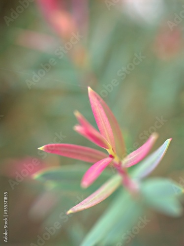 Closeup pink Ellwood's gold leaf (chamaecyparis lawoniana) plants in garden with soft focus and blurred background, macro image ,wallpaper ,nature leaves for card design, sweet color