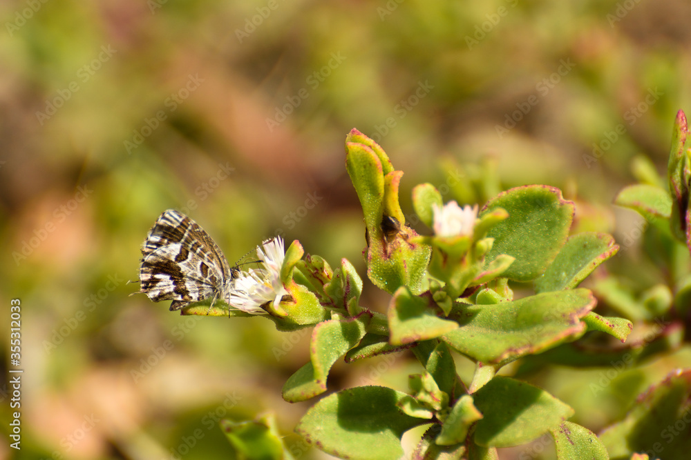 Feeding Geranium Bronze Butterfly (Cacyreus marshalli), Mossel Bay, South Africa Feeding Geranium Bronze Butterfly (Cacyreus marshalli), Mossel Bay, South Africa