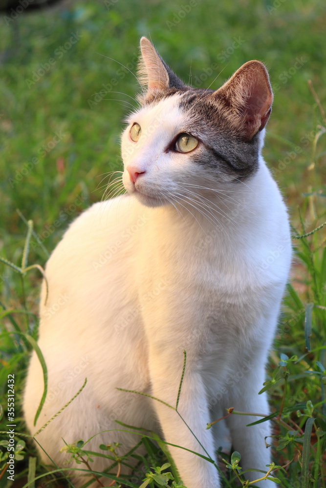 Beautiful white cat in the grass