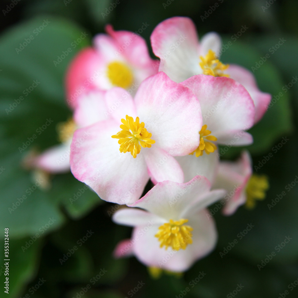 Beautiful pink and white begonia flowers surrounded by green leaves Beautiful pink and white begonia flowers surrounded by green leaves