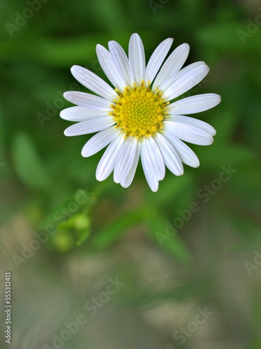 Fototapeta Naklejka Na Ścianę i Meble -  Closeup white common daisy flower plants in garden with soft focus and green leaf blurred background, macro image ,wallpaper ,for card design