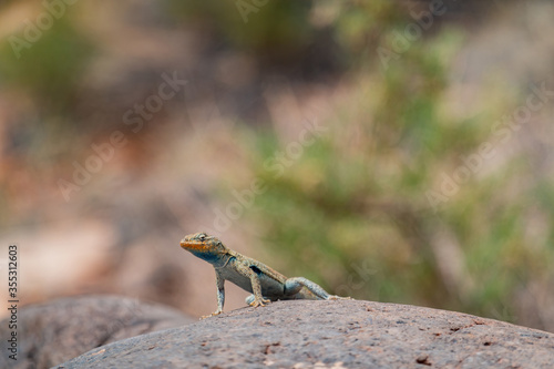 Close up shot of a lizard on the Hickman Bridge Trail of Capitol Reef National Park © Kit Leong
